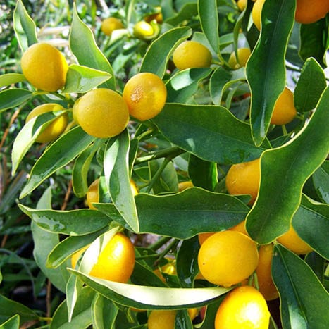 Embellissement du jardin thérapeutique – EHPAD du Prissé – Centre Hospitalier de la Côte Basque