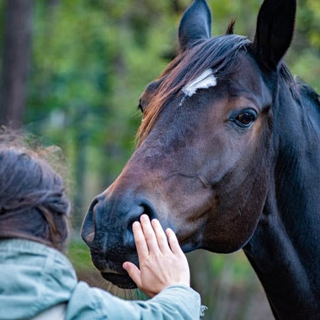 Médiation équine – EHPAD Argia – Centre Hospitalier de la Côte Basque