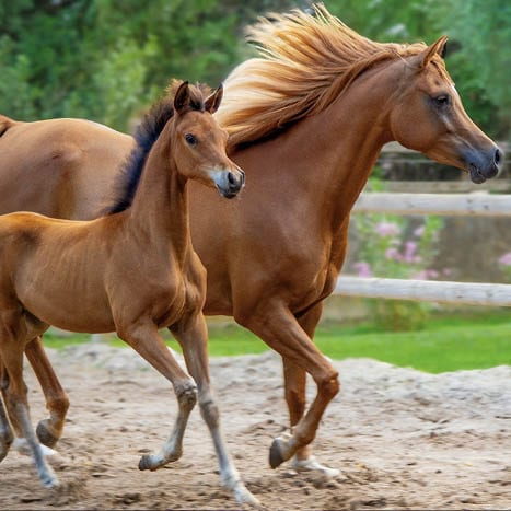 Médiation équine EHPAD Udazkena – Centre Hospitalier de la Côte Basque